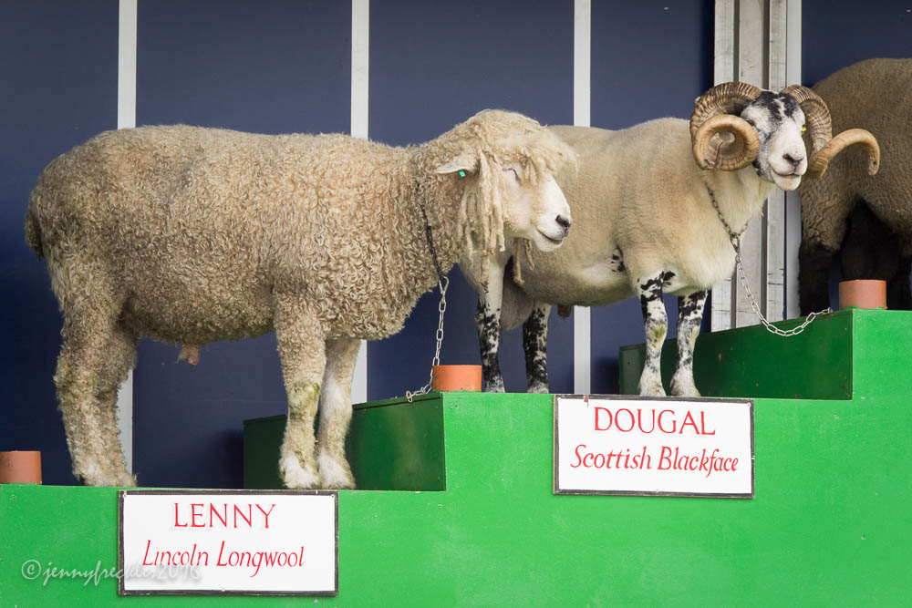 Saltaire Daily Photo The Sheep Show