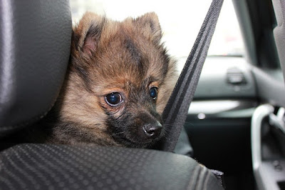 alt="perro asustado en el coche"