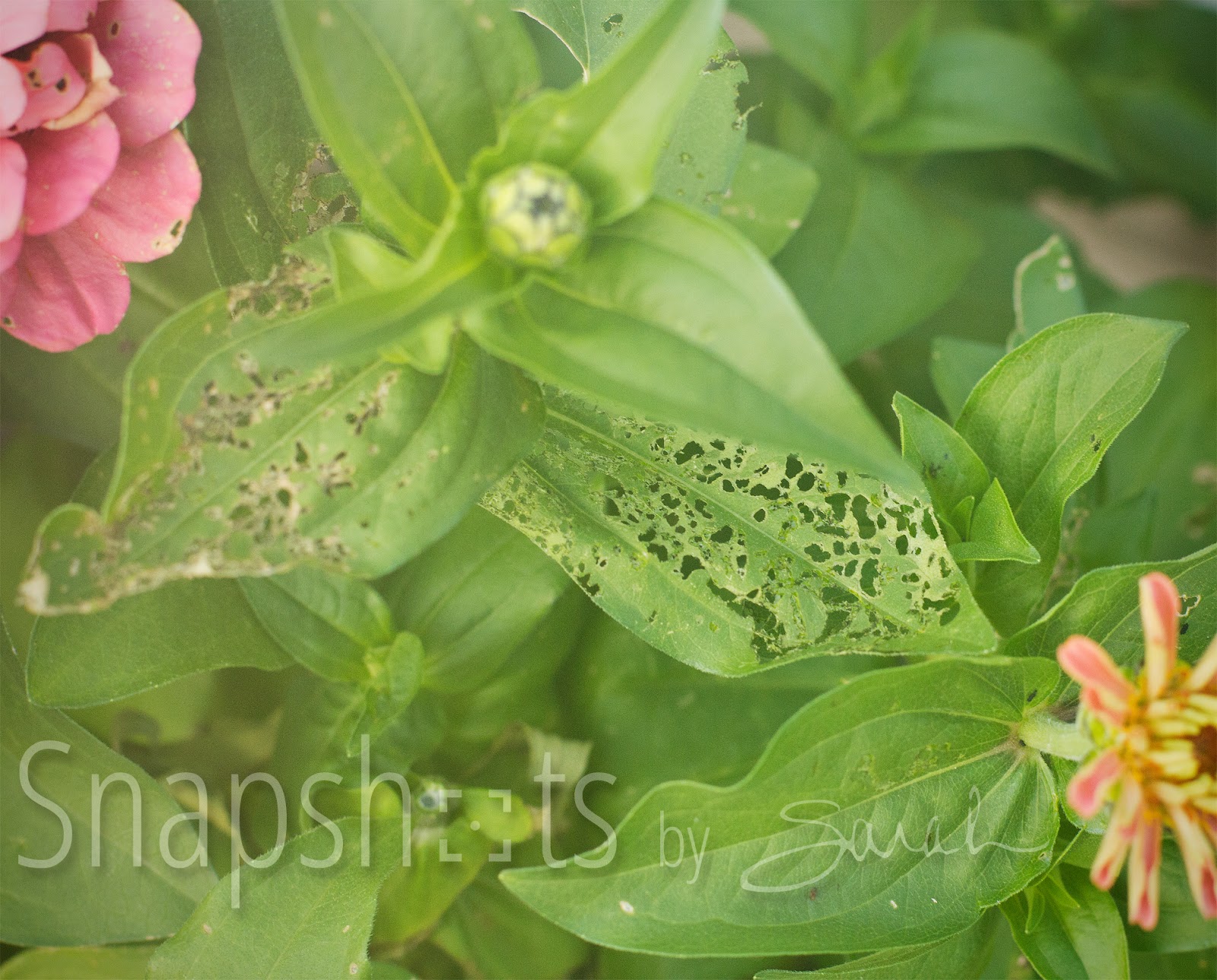 Japanese Beetles In the Garden Bernierisms & Random Thoughts