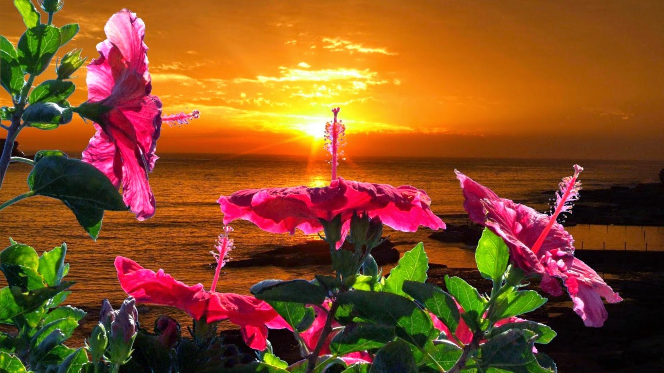 Fond Ecran Fleurs