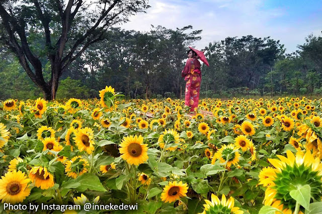 Taman Bunga Matahari Nawari Taman Bunga Nawari