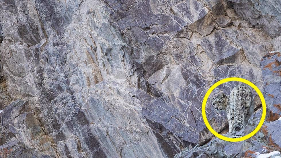 A snow leopard is seen, highlighted and magnified in yellow, camouflaged against a mountain near the Indian Himalayas. - Can You Spot the Snow Leopards in These Photos? A snow leopard is seen, highlighted and magnified in yellow, camouflaged against a mountain near the Indian Himalayas. - Can You Spot the Snow Leopards in These Photos?