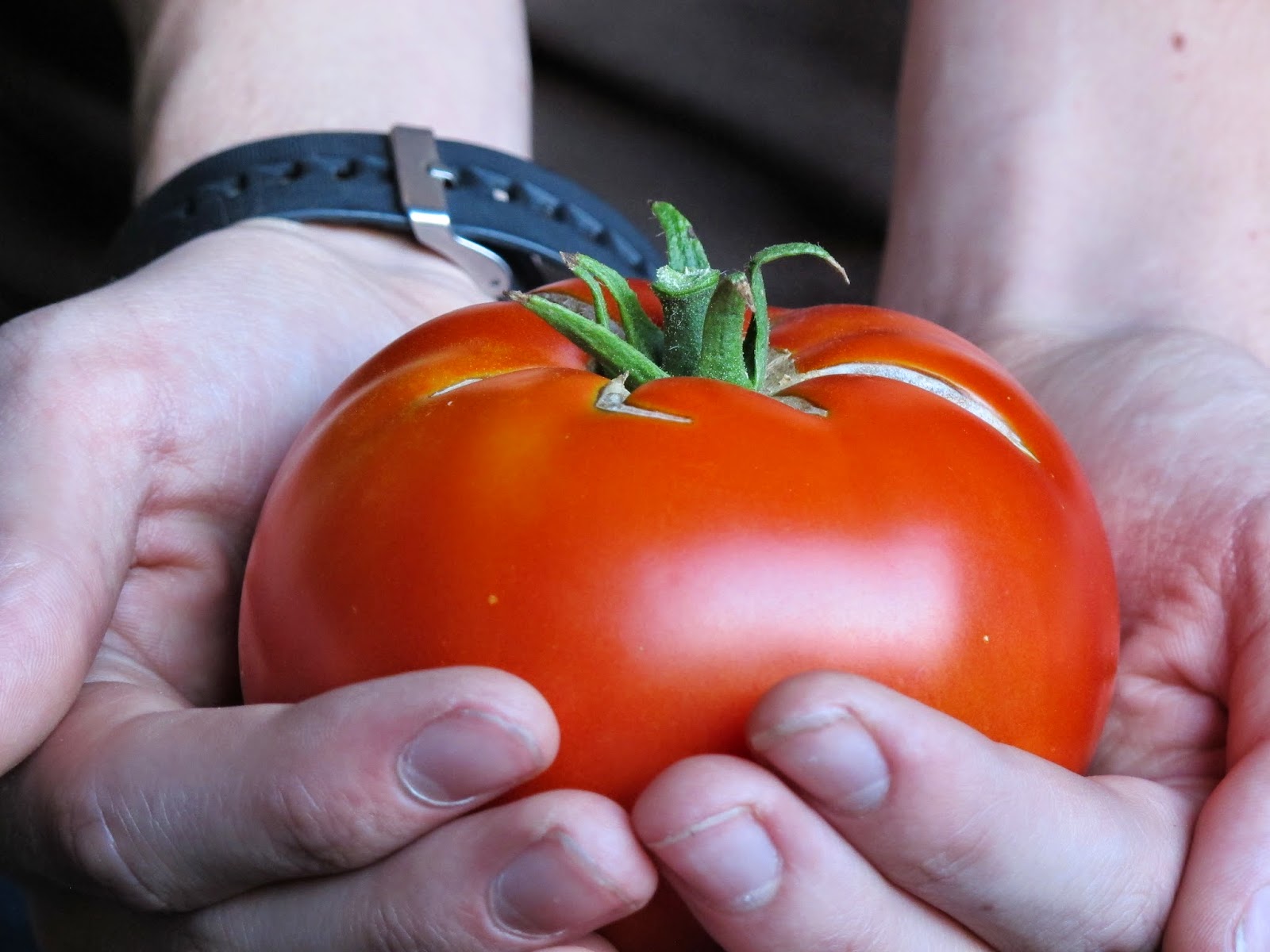 Large Tomato Harvest