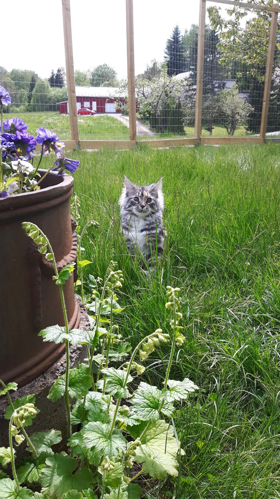 Min dröm om en levande fjärilsträdgård: kattgårdens uppbyggnad och ...
