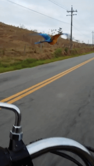 1509685503221395869.gif