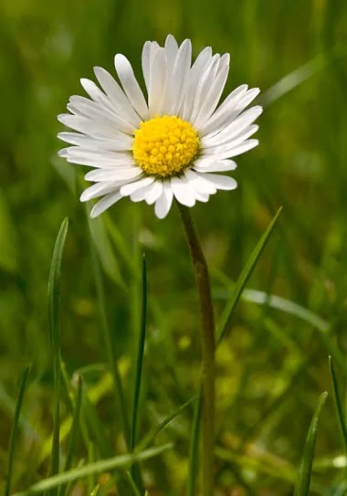daisy flower daisy flower