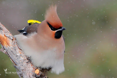 Ampelis europeo - Bohemian waxwing - Bombycilla garrulus. Aunque ambos sexos son prácticamente indistinguibles, los machos presentan una línea amarilla en la cola mucho más ancha que la de las hembras, algo similar a lo que ocurre con las manchas amarillas del ala. Por eso creemos que este ejemplar se trata de un macho.