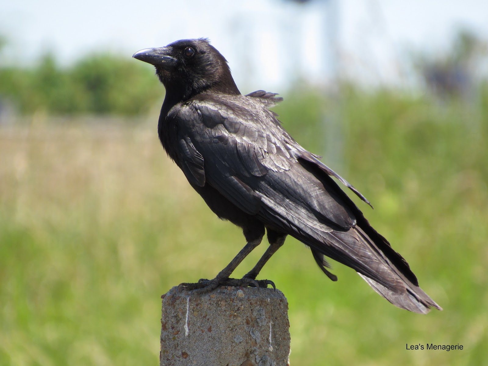 Lea's Menagerie American Crow, July 13, 2016