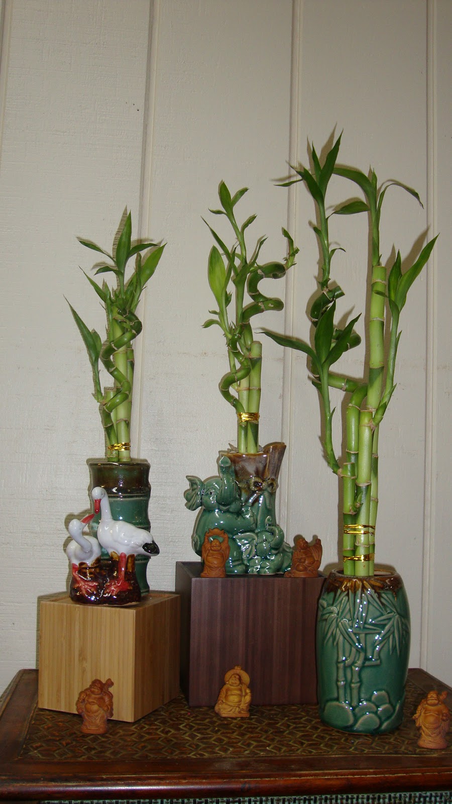 The Enchanted Petal For the Love of Lucky Bamboo