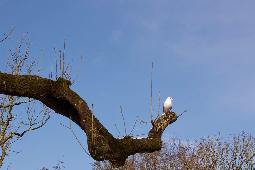 seagull on a branch