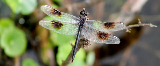 Fauna de Florida Jefferson Aleman