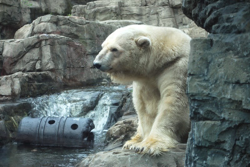 The Beauty Of Central Park Zoo Animals | National Park