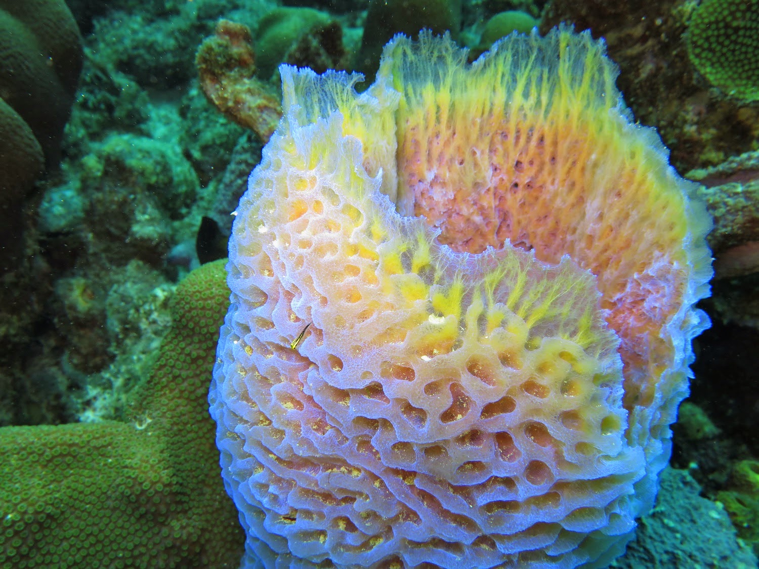 Rambling Jill Peering inside vase sponges