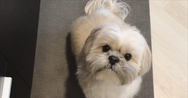 28 Melhores nomes para Shih Tzu