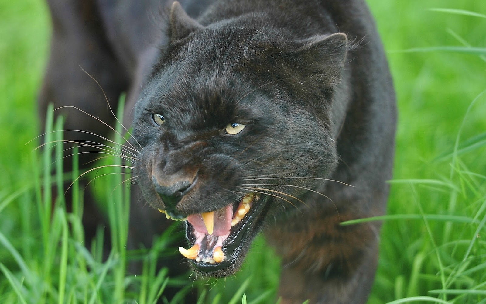 banco de fotos: Pantera Negra - Imágenes de Animales