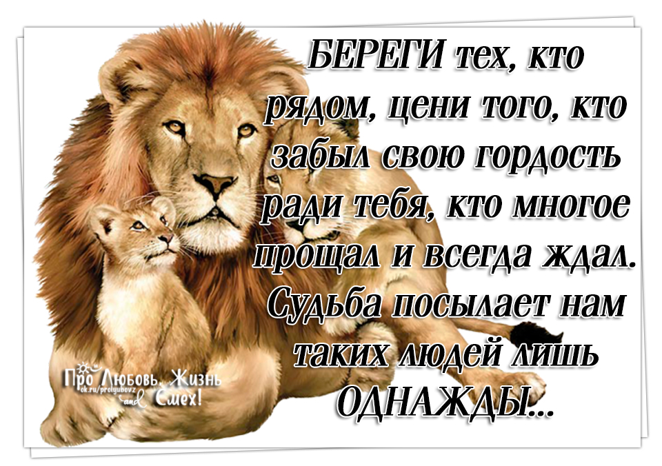 Всегда защищай свою семью. Статусы про Львов. Статусы про Льва. Статусы про львицу. Лев открытка.