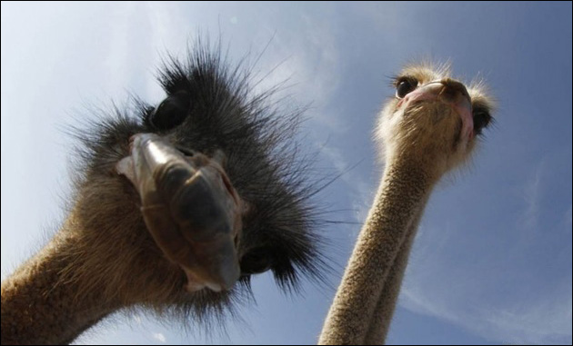 le post bonjour  Funny-Ostrich