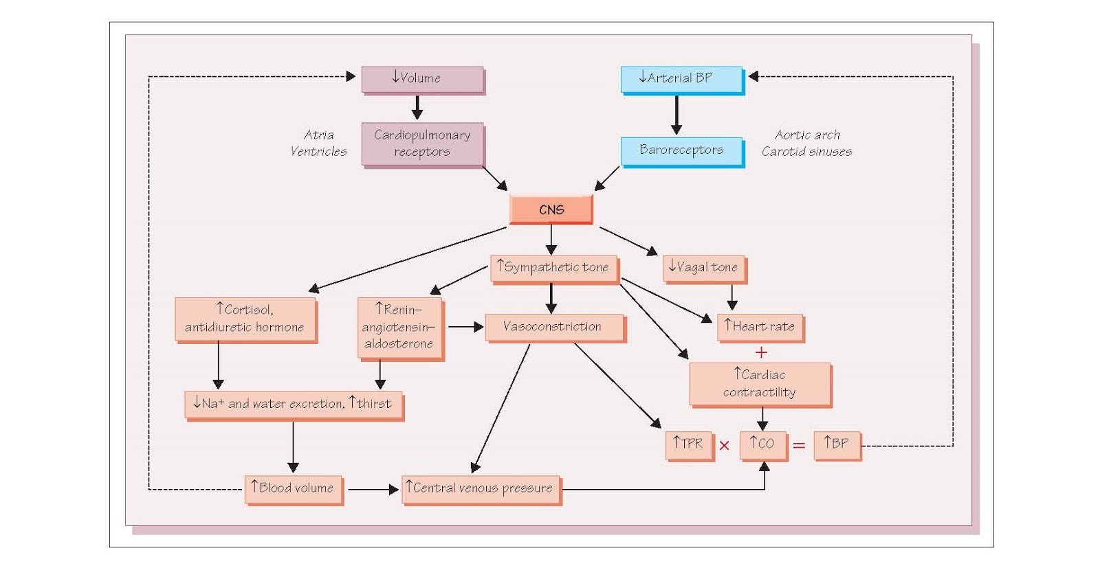 Cardiovascular Reflexes pediagenosis
