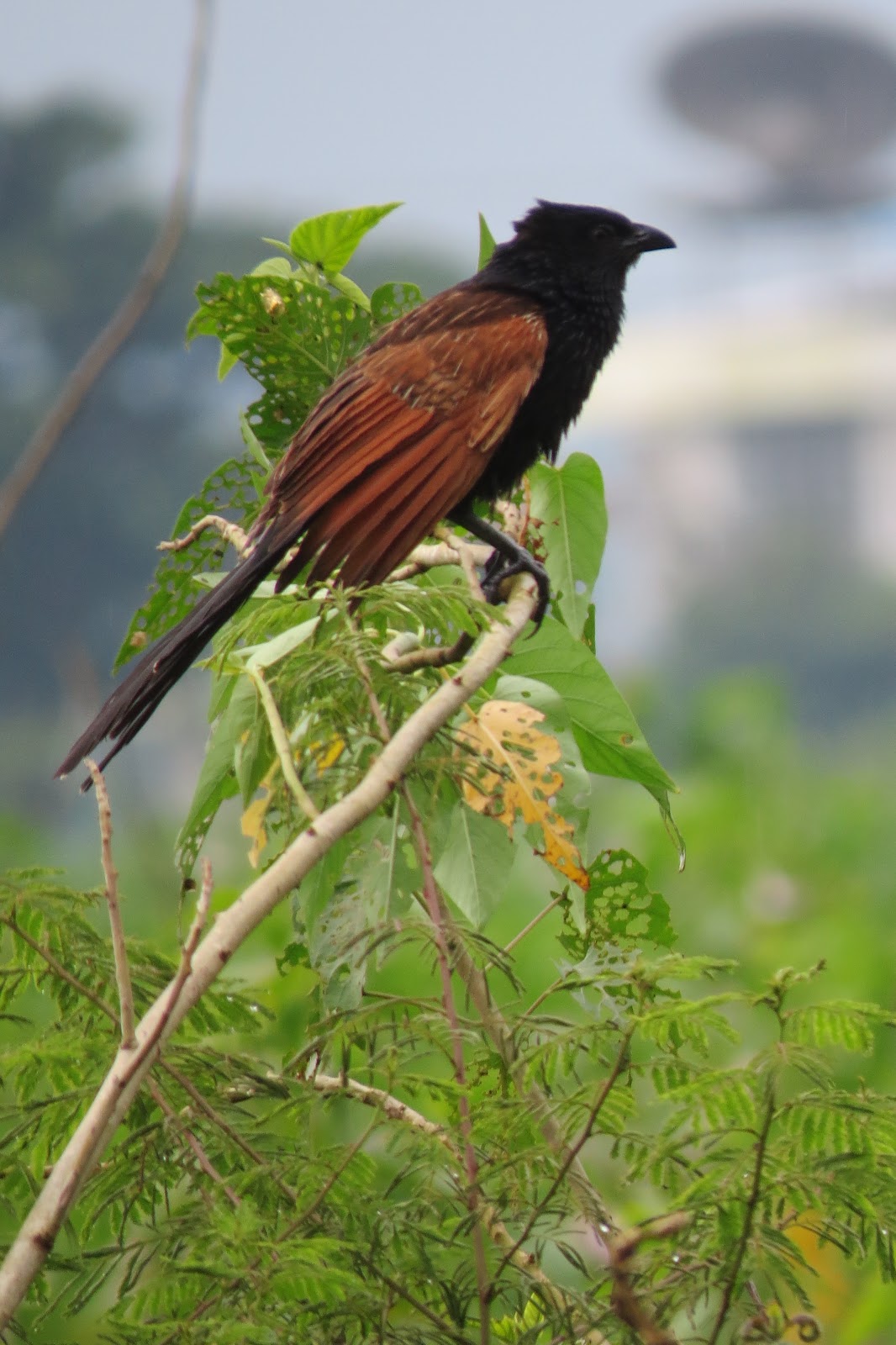 Birdwatching On Lombok Tracing Wallace S Path