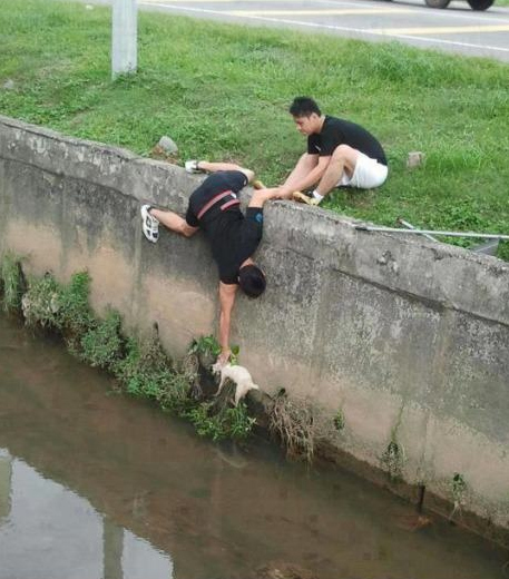 26 Moments That Will Restore Your Faith In Humanity Again - These bros worked together to save a cat