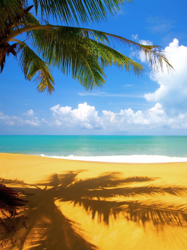 Tropical Palm Tree On Beach iPad Wallpaper, Background, 1024x1024 | Michael Jordan Wallpaper
