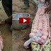 WOWW SUNGGUH SANGAT MENGEJUTKAN WARGA DUSUN.....!!!! Perut Ular Bengkak Disangka Makan Sapi,Dan Ternyata Isinya...... Adalah...