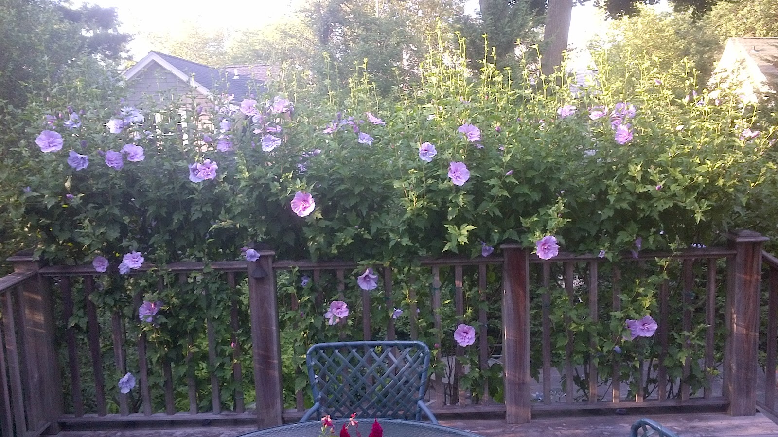 Hardly Housewives: An Outdoor "Flower Wall"