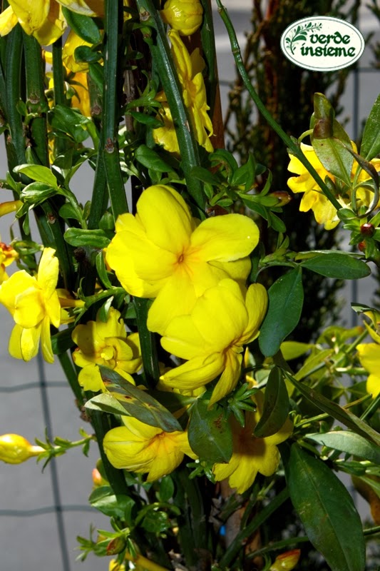 Pianta Sempreverde Con Fiori Gialli Pianta