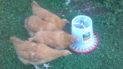 farming adventures chicken coyotes flock