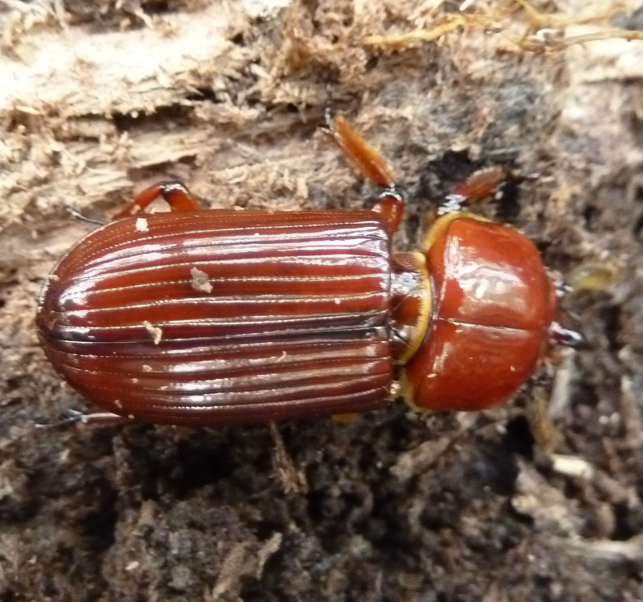 Springfield Plateau Wood Beetle