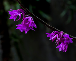 Lan Hoàng Thảo Đốt Sợi - Dendrobium Filicaule Gagnep.
