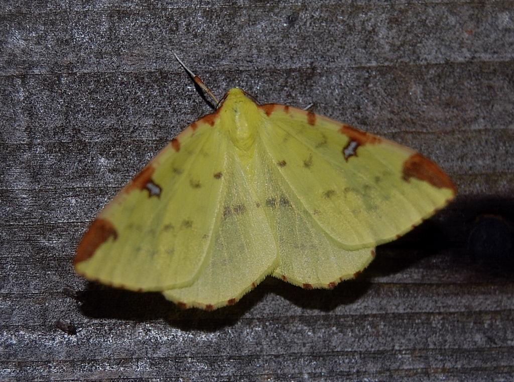 Little Hadham Birding moth trap