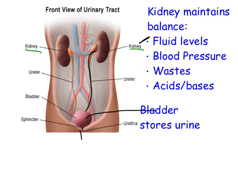 Urinary tract infection uti signs bladder inflammation sex