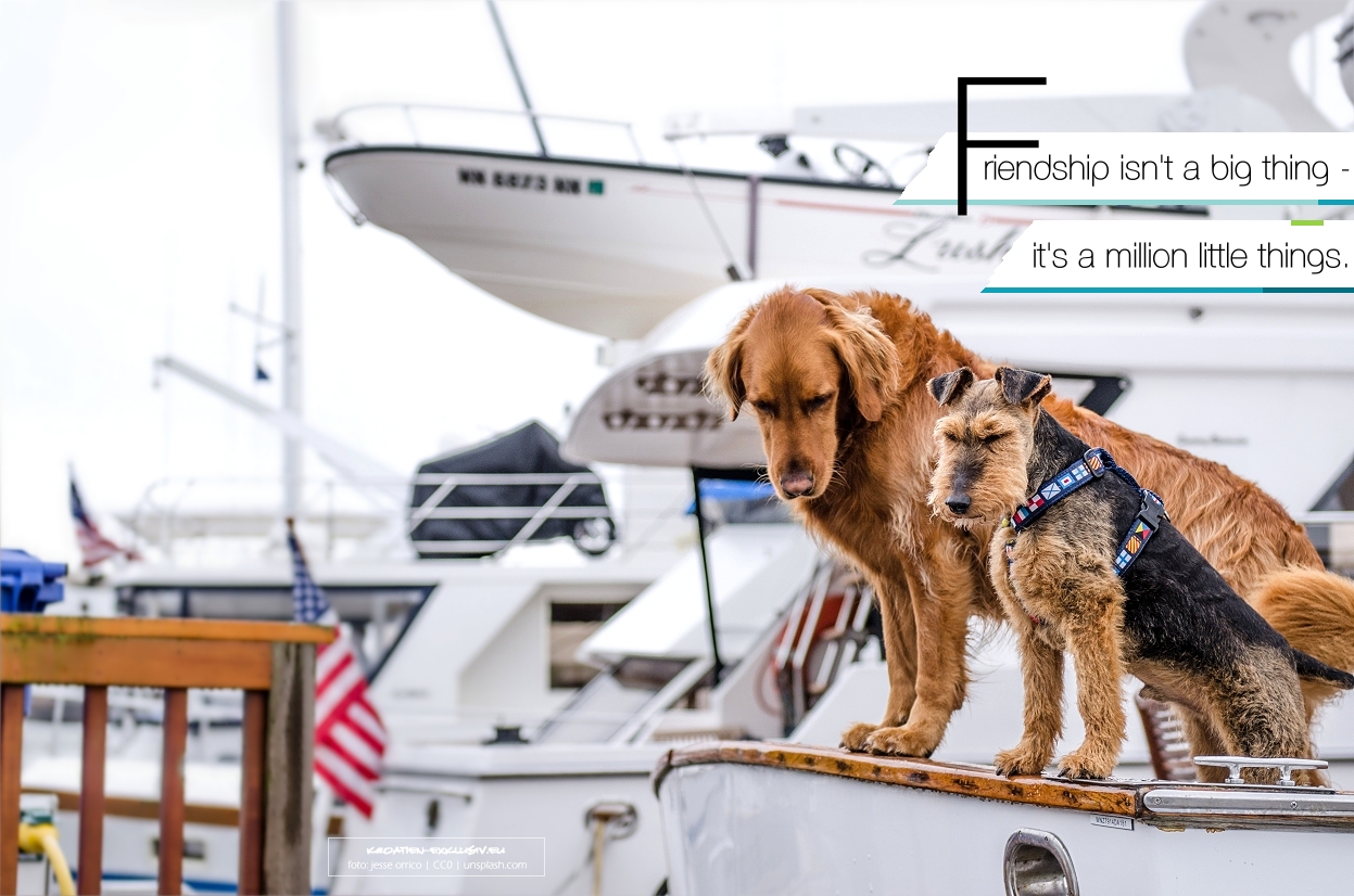 Kroatien Einreisebedingungen Urlaub mit Hund in Kroatien