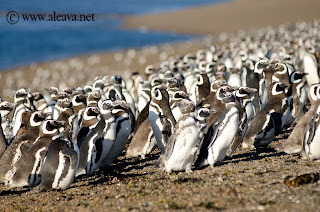 Los Pingüinos a punto de partir a su temporada Oceánica