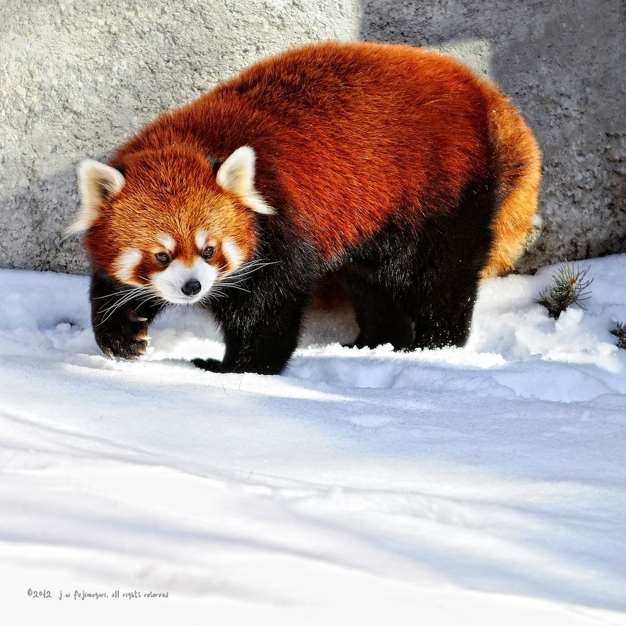 12. Red Panda by John Fujimagari