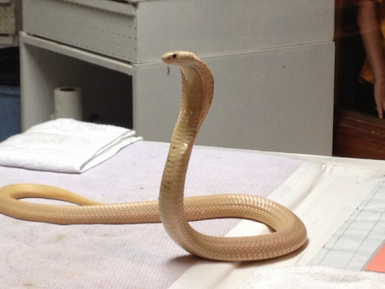 Fun Florida Mom! Reptile Discovery Center DeLand, Florida! FANTASTIC!