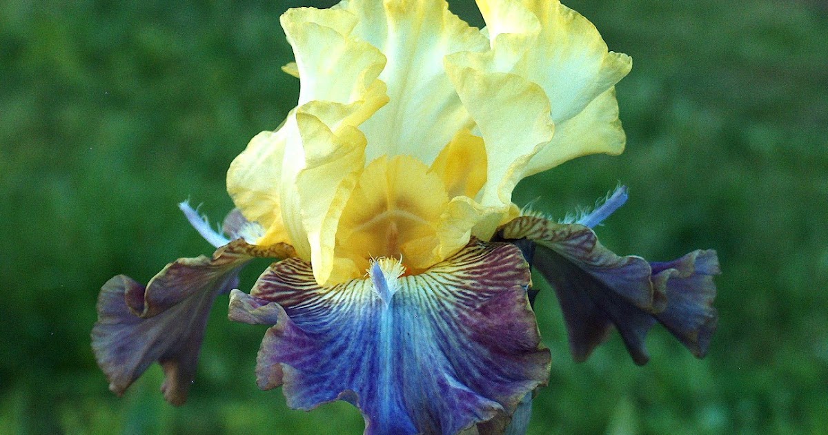 World of Irises Space Age Iris of the Early 21st Century