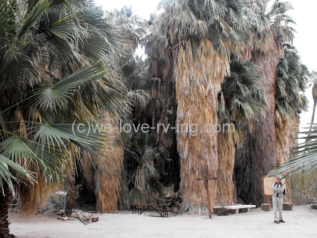 The tall trees of the oasis at the Visitor Center