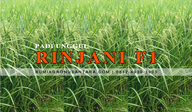 Rinjani F1 Padi Unggul Terbaik | "The Rice Paradise" varietas padi unggul produksi tinggi, harga benih padi per kg, jenis padi unggul umur pendek, varietas padi batan, benih unggul batan, benih padi unggul 2018, benih padi batan, bibit padi unggul 2018,Rinjani F1, benih padi rinjani f1, padi unggul rinjani f1,