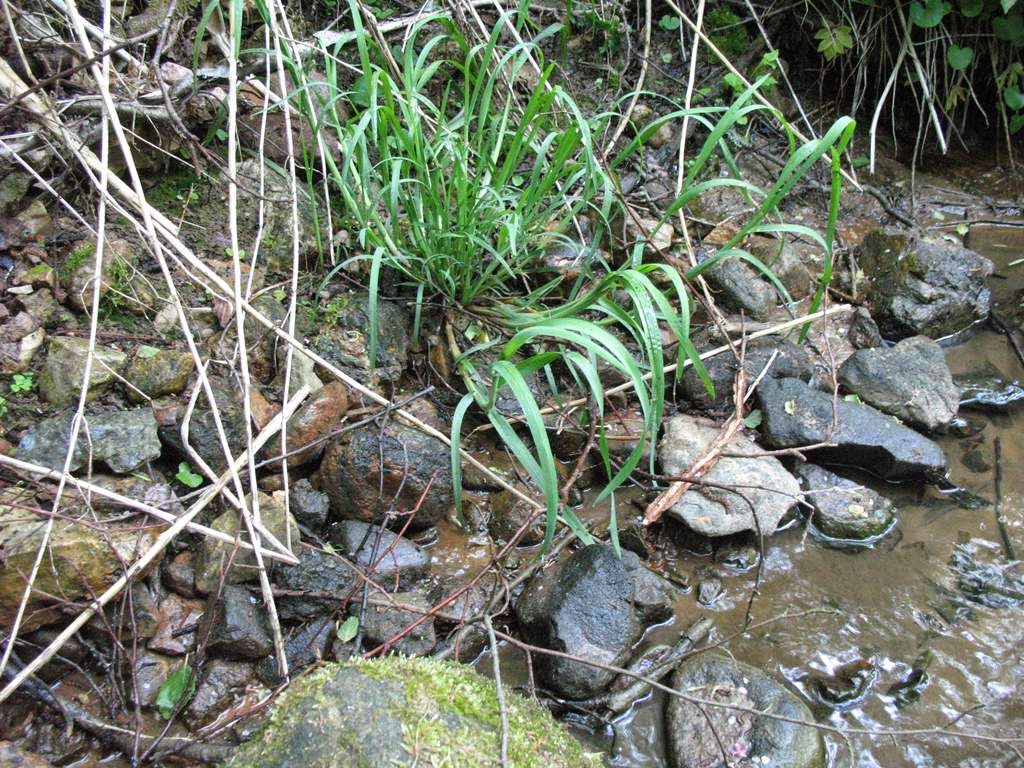 Чебоксары овраги. Овраг 3 буквы. Овраг 3 буквы. Овраг липуша. Печоры овраг.