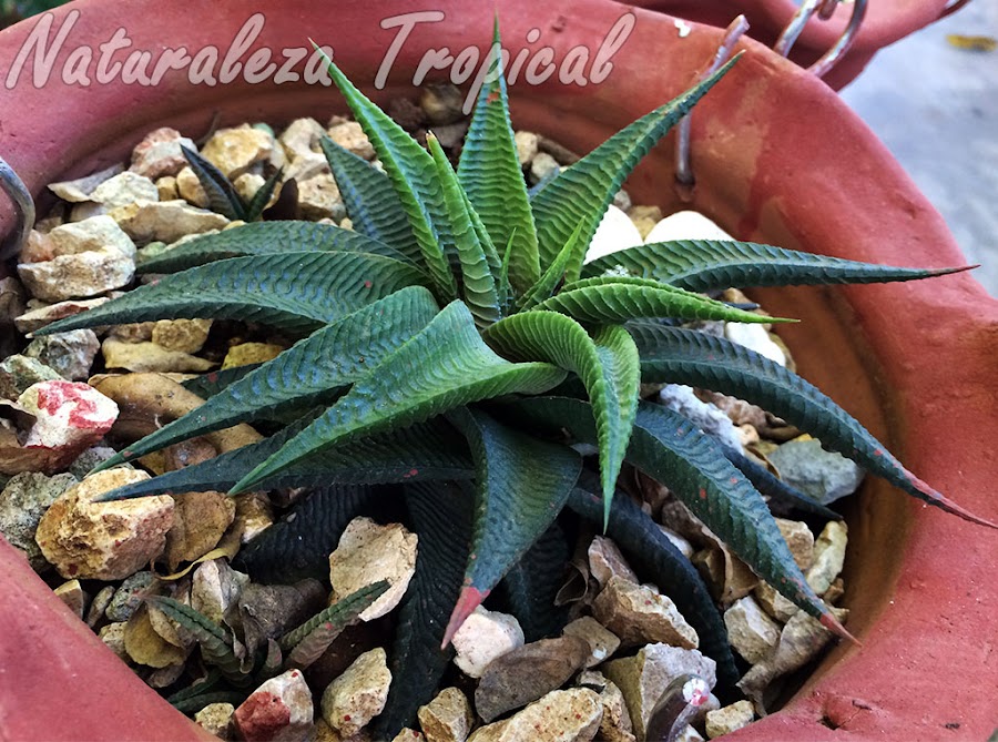 Planta suculenta Piel de Cocodrilo en maceta, Haworthia limifolia