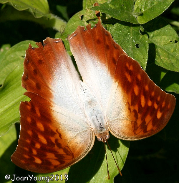 South African Photographs: Pearl Emperor (Charaxes varanes)