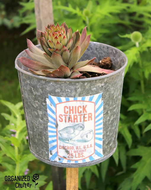 Junk Garden (Hen and) Chick Starters Organized Clutter