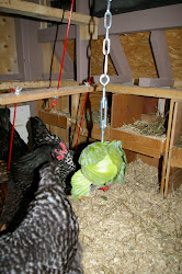 chickens boredom buster coop bored behavior community hens target head guide fun cabbage better