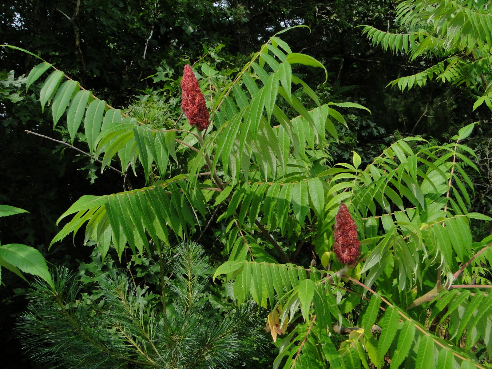 Rach's Wildflower Images Staghorn Sumac