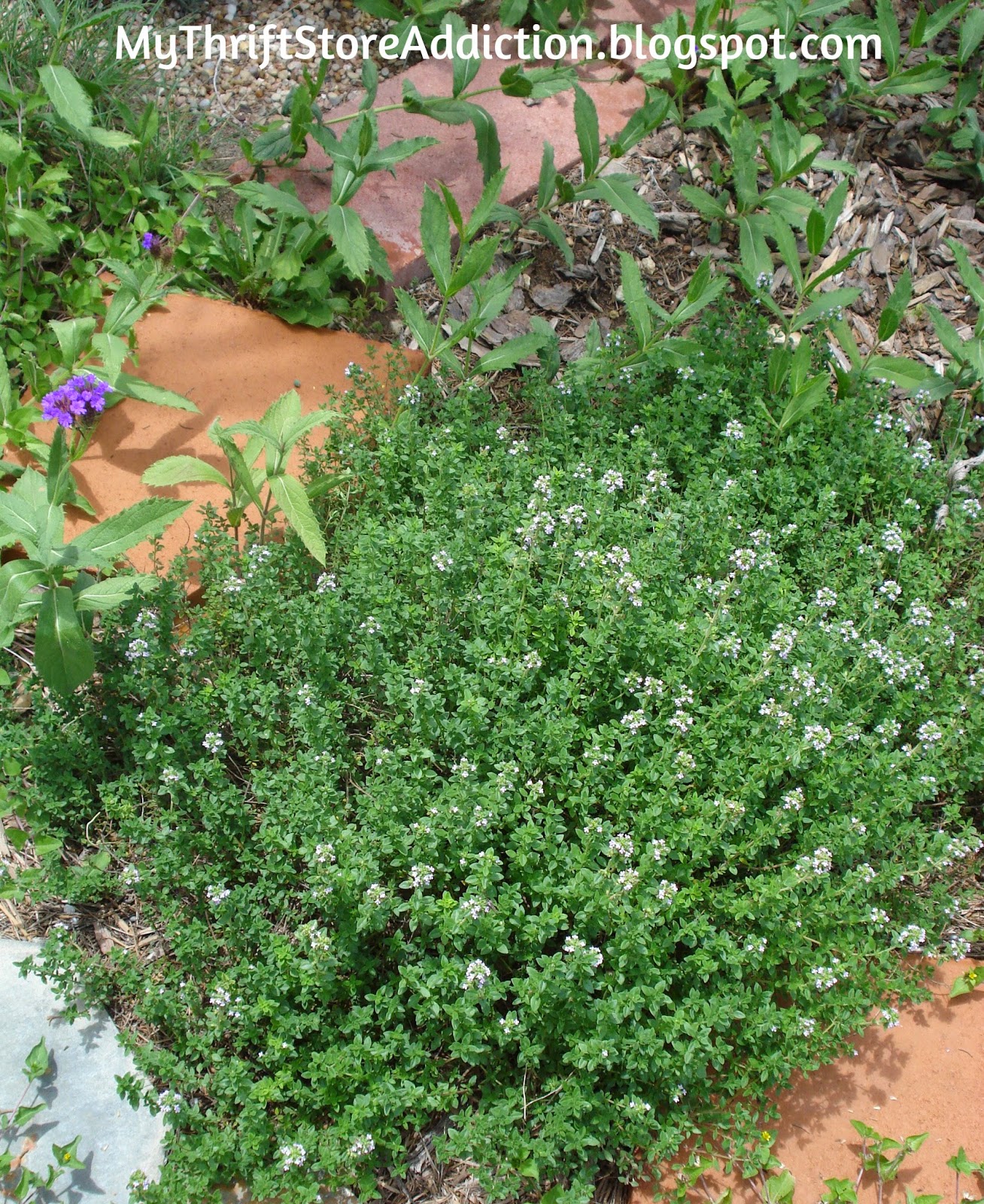 Welcome to Secret Garden: My Creative Space! mythriftstoreaddiction.blogspot.com Herbs as landscaping, here flowering thyme provides a fragrant path among the stepping stones