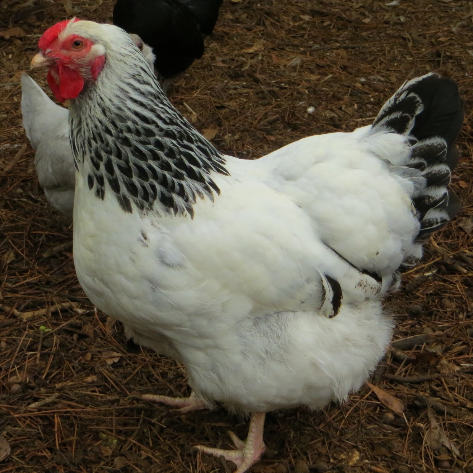 Feather Feet & Vulture Hocks Our Current Hens