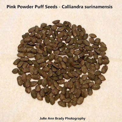 Pink Powder Puff Seeds - Calliandra surinamensis Pink Powder Puff Seeds - Calliandra surinamensis