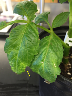 Dahlia plant with yellow flecking on the leaves caused by a virus Dahlia plant with yellow flecking on the leaves caused by a virus